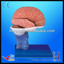 Modèle avancé de l&#39;anatomie du cerveau en PVC Modèle modèle de cerveau humain de haute qualité